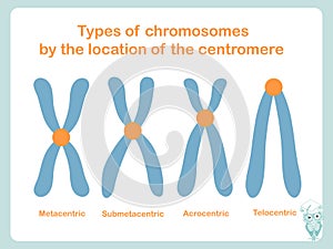Chromosome type of according position of centromere: metacentric, submetacentric, acrocentric, telocentric photo